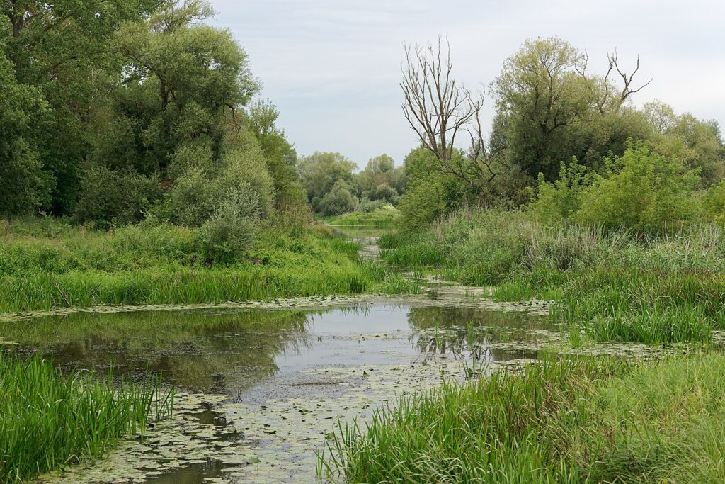 Park Narodowy Ujście Warty