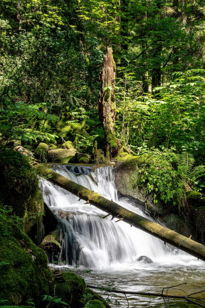 Flora Kampinoskiego Parku Narodowego